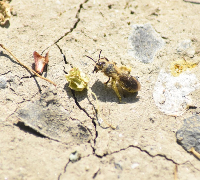 Pförtner-Schmalbiene