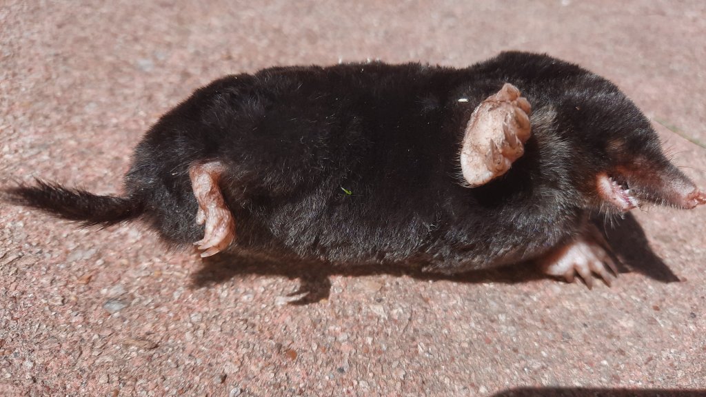 Man erkennt den Maulwurf, seine typische Grabschaufel, die für Insektenfresser typtischen Zähne und die Tashhare an Schnauze und Mund.