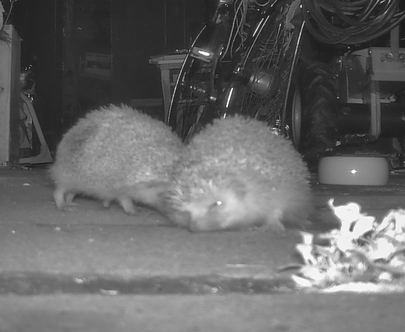 Igel-Kampf