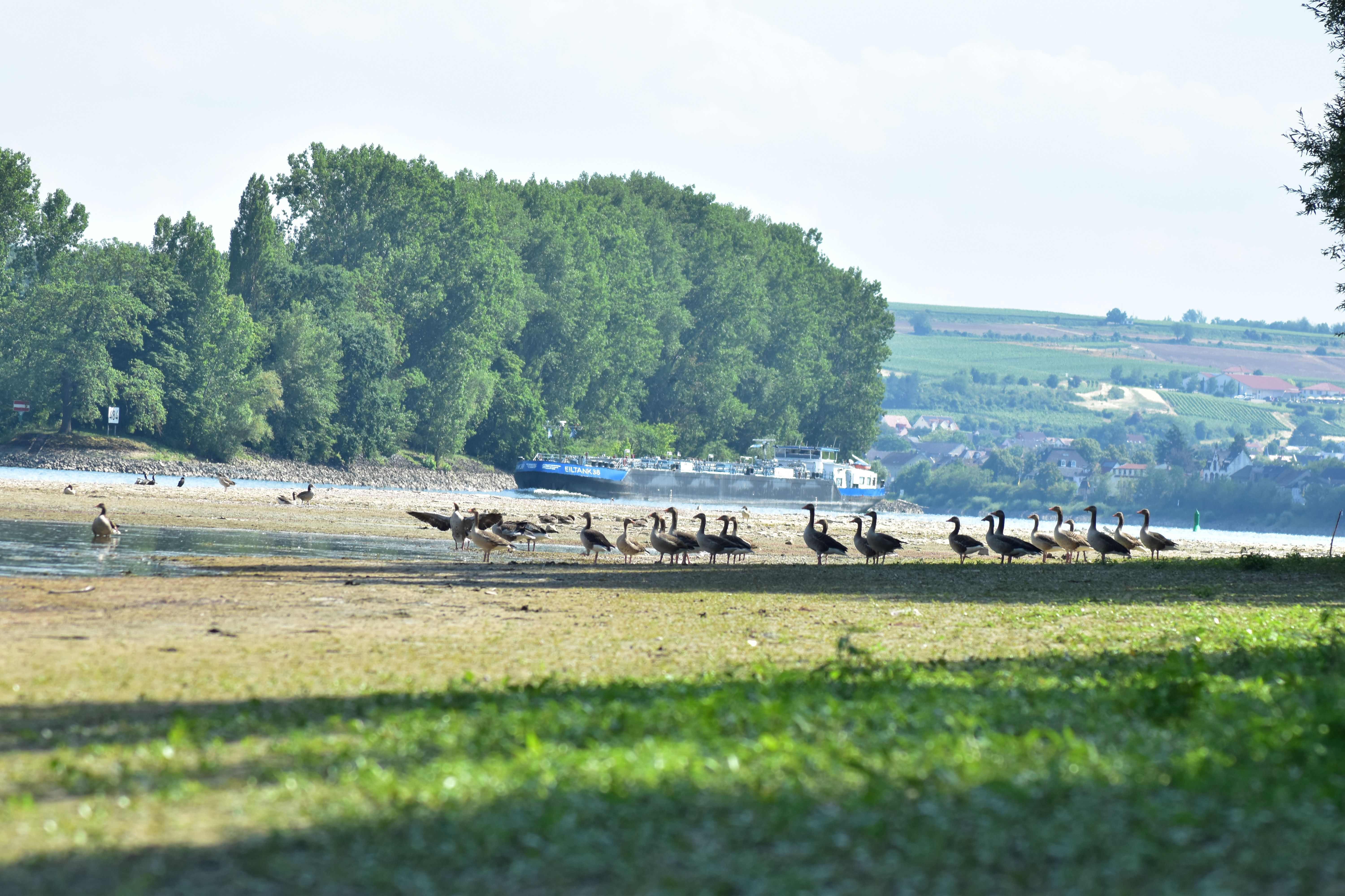 Niedrigwasser Rhein