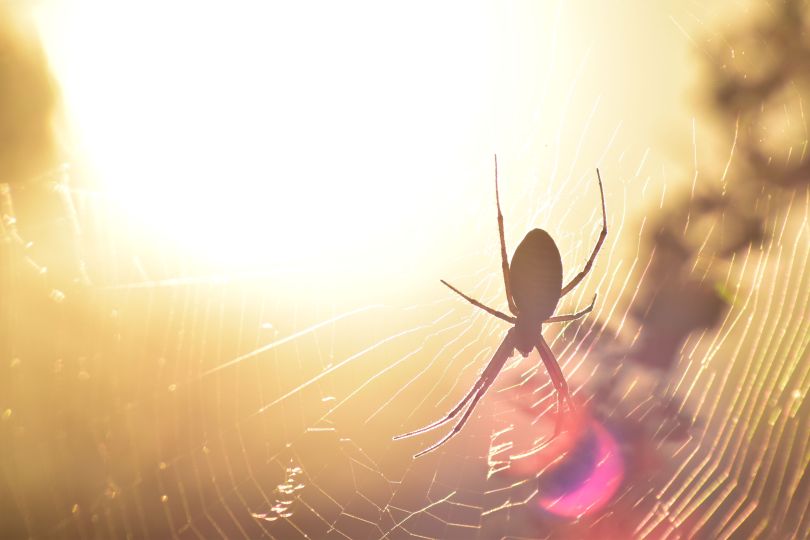 Wespenspinne bei der Sonnenfinsterni