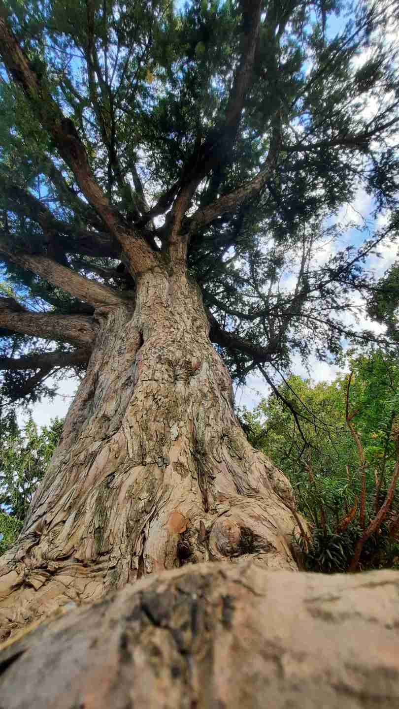 Alte Eibe im Gemeindepark