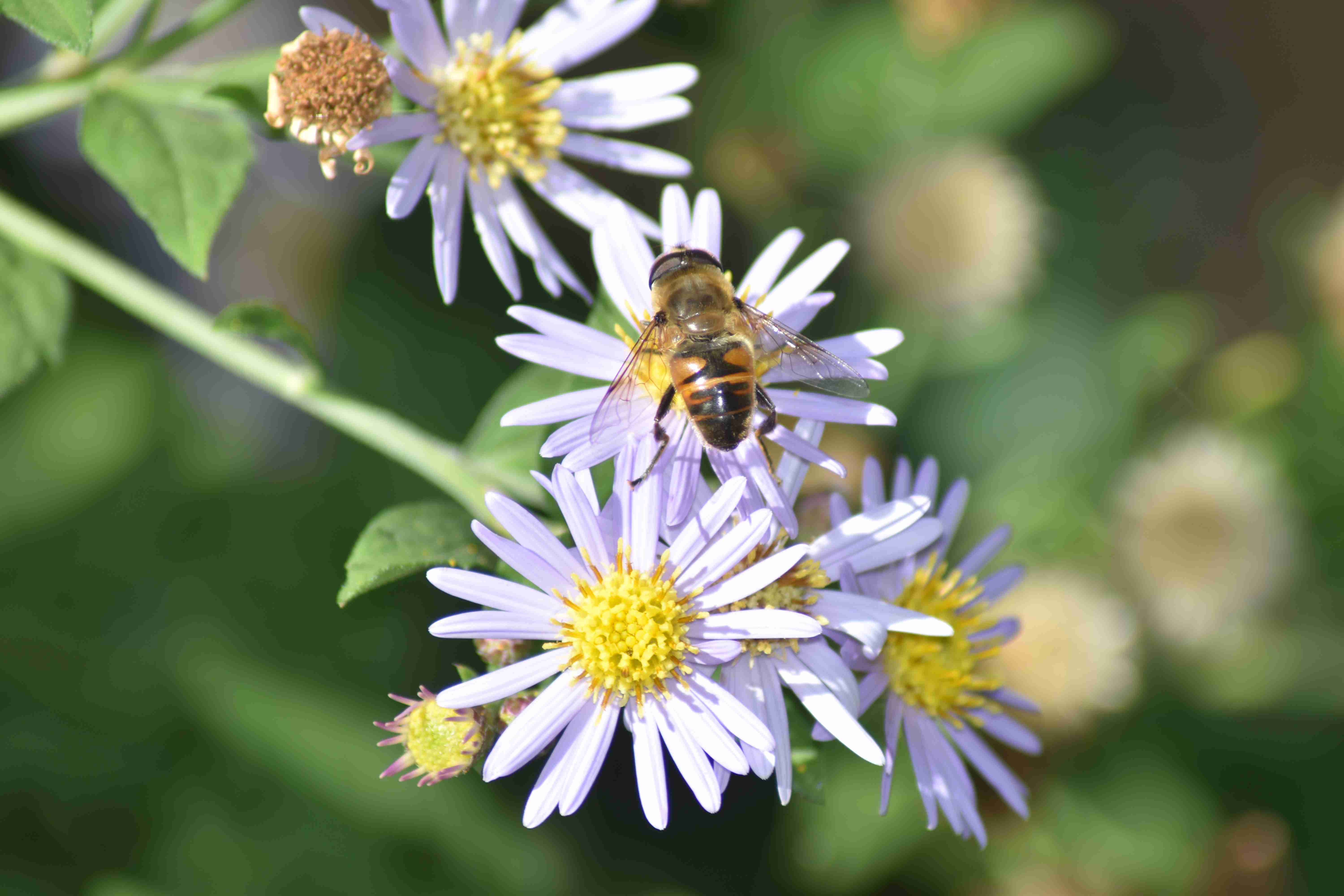 Mistbiene an Aster-Blüte