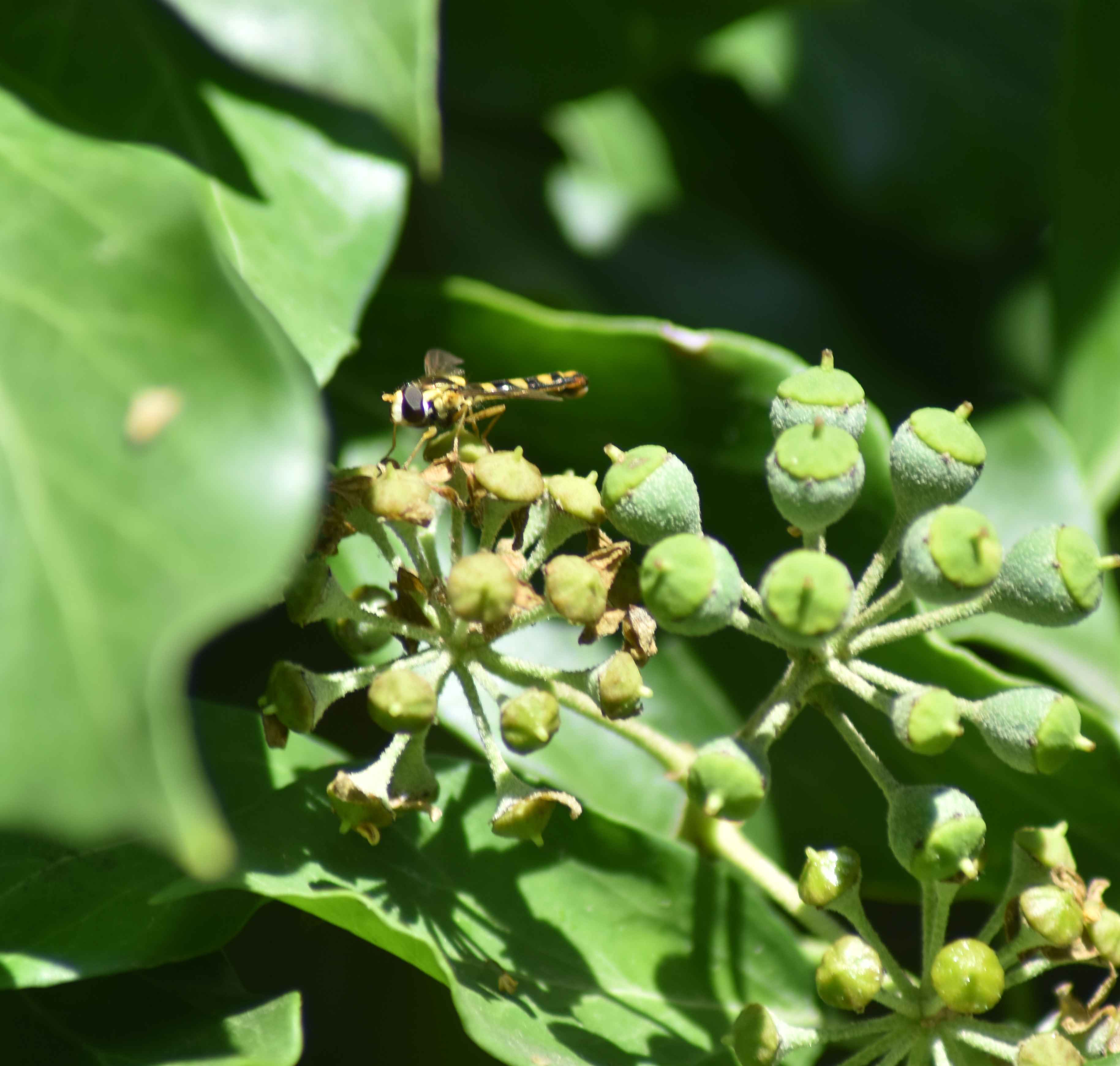 Gewöhnliche Langbauchschwebfliege