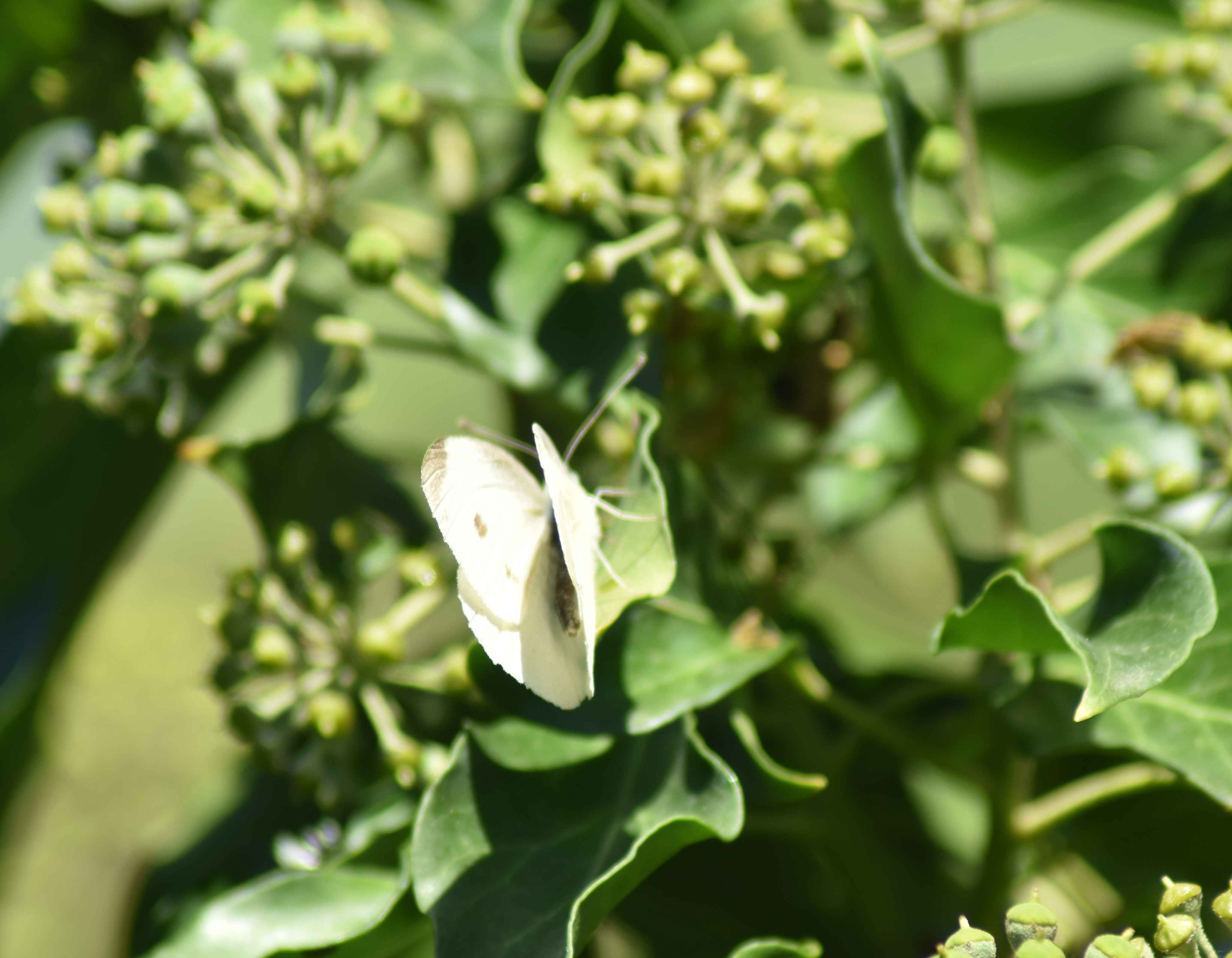 Kleiner Kohlweißling an Efeublüte