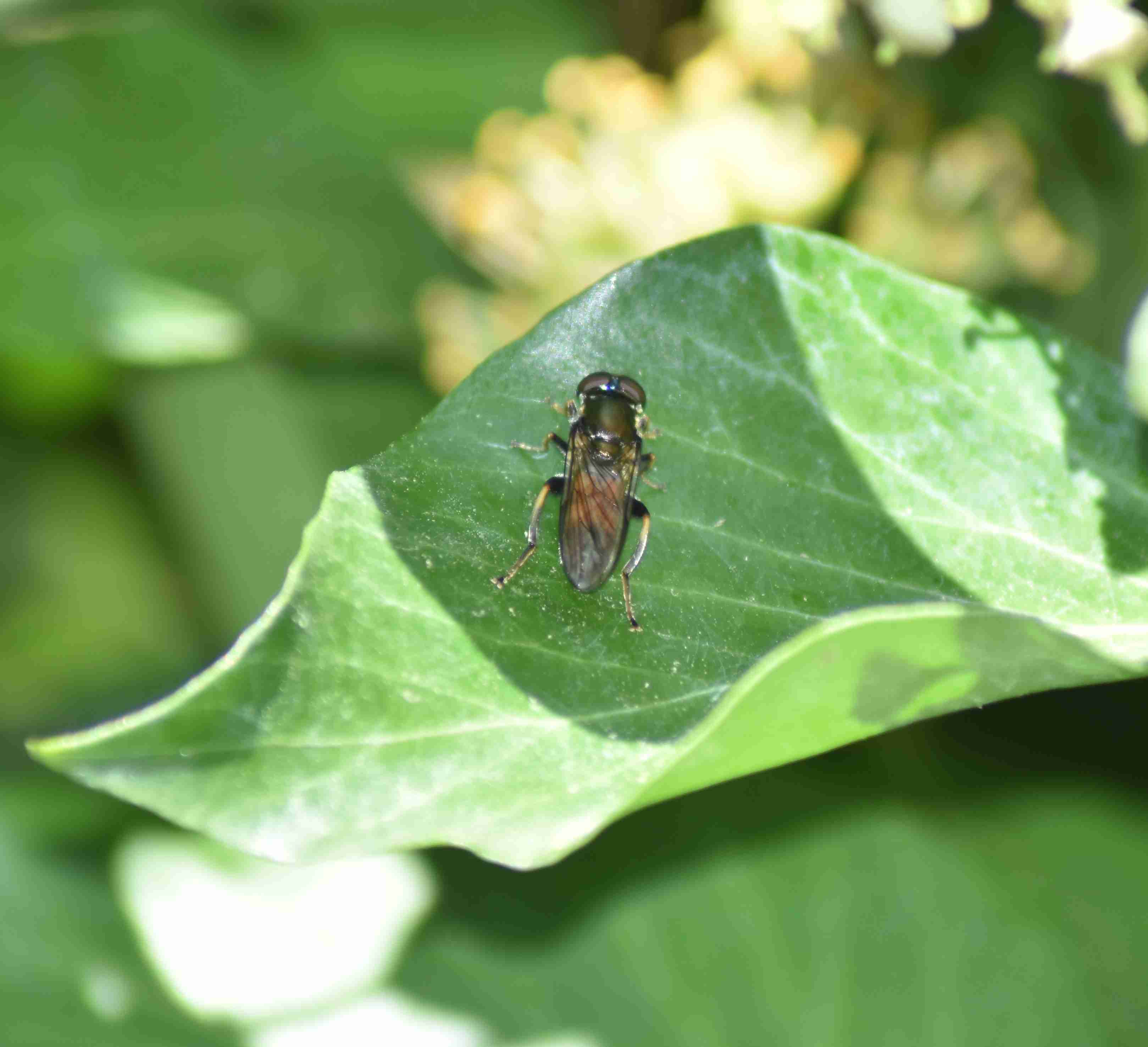Gemeine Langbauchschwebfliege