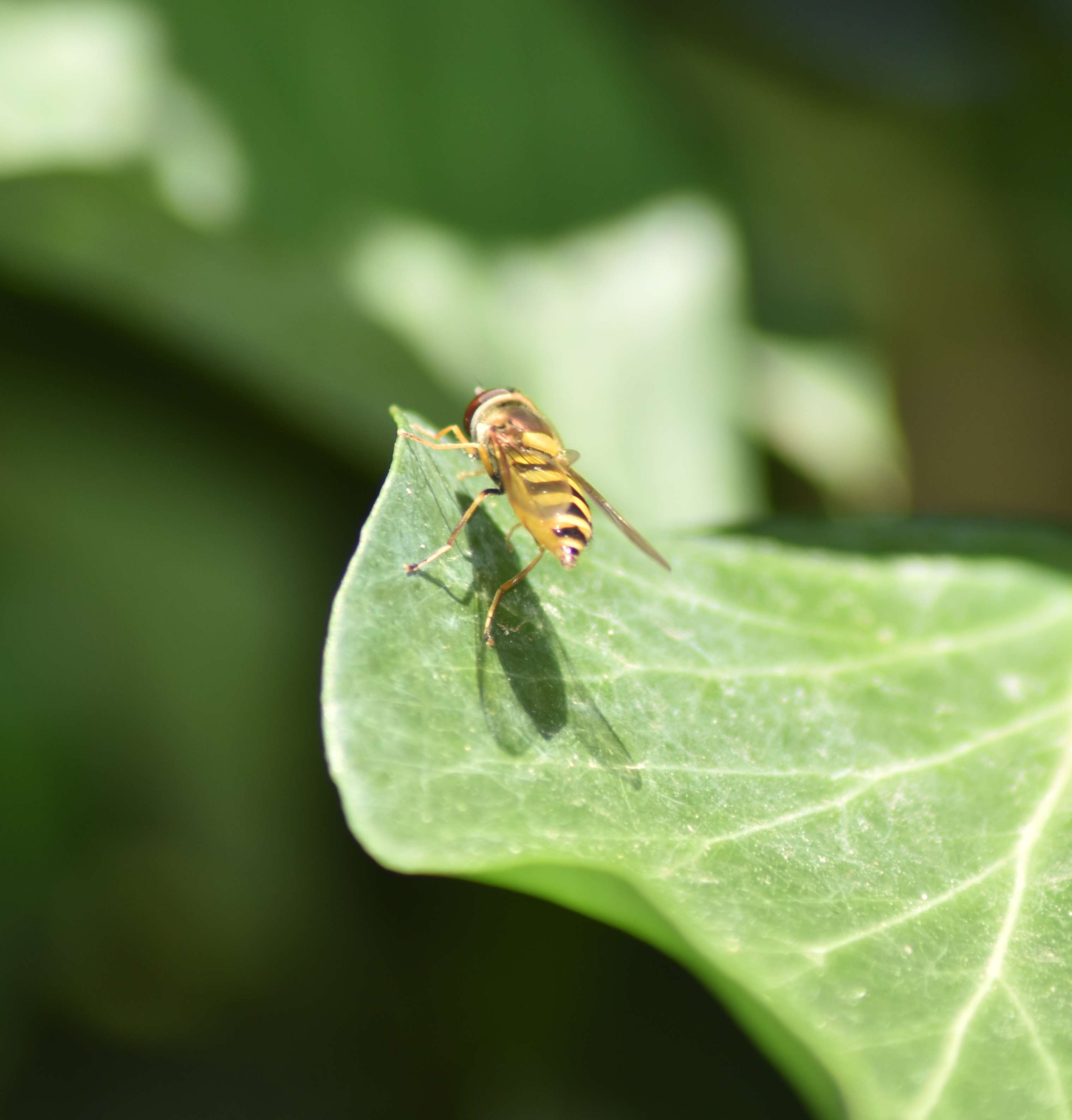 Große Schwebfliege